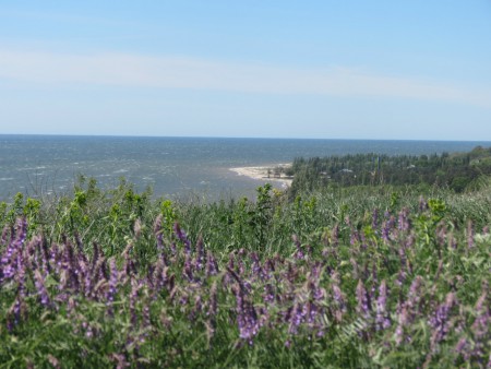 Наша природа-лето