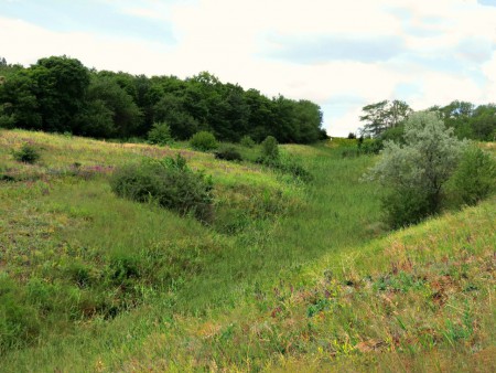 Наша природа-лето