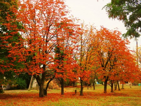 Наша природа-осень