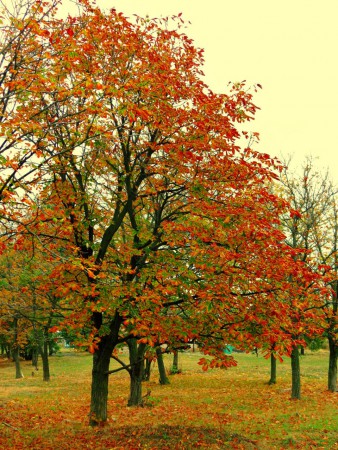 Наша природа-осень