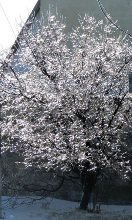 Наша природа-зима